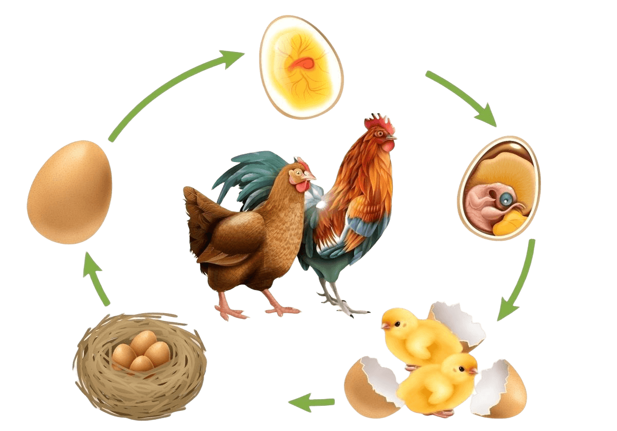 chicken-life-cycle